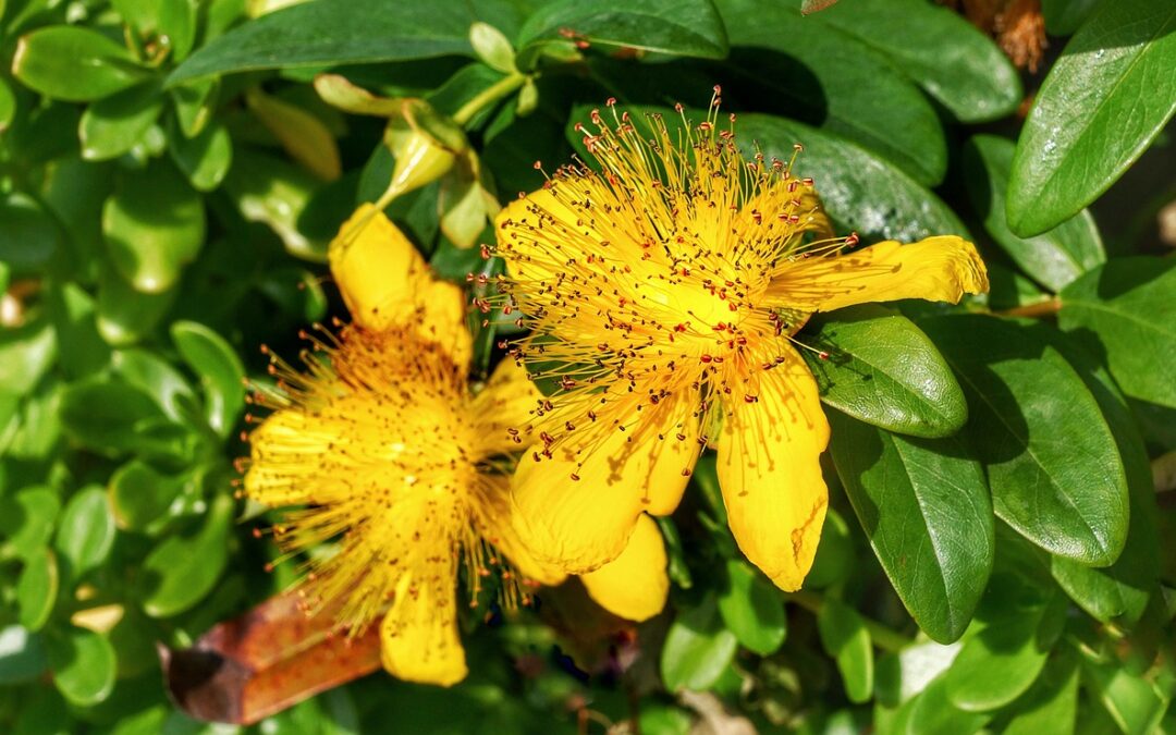 The Festival of Saint John and St John’s Wort (Hypericum Perforatum)
